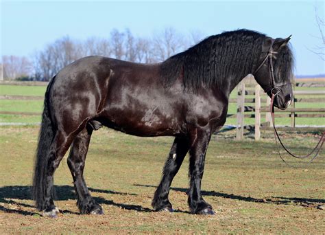 Big Stout Paint, Broke, Trail Horse!!! Go to www.PlatinumEquineAuction.com to place your bids!!! Breed Gypsy Vanner. Gender Mare. Age 16 yrs 9 mths. Height 15.1 hands. Color Black. Ad Type For Sale. ONLINE AUCTION Place your bids at PlatinumEquineAuction dot com $3500 Starting bid Auction ends ...
